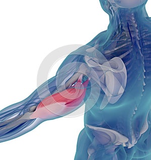 Medical muscle illustration of the triceps. 3d illustration