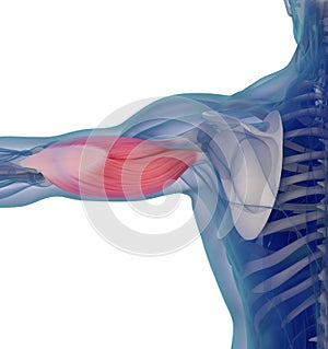 Medical muscle illustration of the triceps. 3d illustration