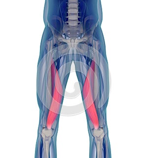 Medical muscle illustration of the vastus medialis.