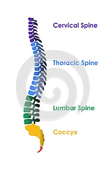 Medical orthopedic spine paper texture in the green-blue background.