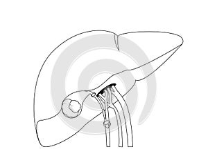 Médico describir ilustraciones de hígado vesícula biliar bilis canales obstruido piedras a sangre vasos entrada el organo 