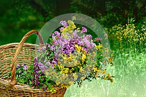 Medical plants flowers in a basket. Homeopathic alternative organic herbs