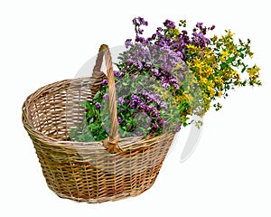 Medical plants flowers in a basket. Homeopathic alternative organic herbs