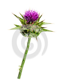 Medical plants: Milk thistle Silybum marianum flower isolated on white background. Silybum marianum or cardus marianus, milk