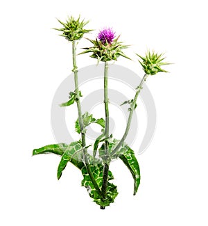 Medical plants: Milk thistle Silybum marianum flower isolated on white background. Silybum marianum or cardus marianus, milk