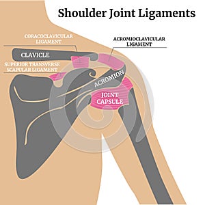Medical poster with human shoulder girdle
