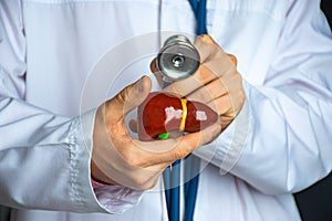 Medical professional, doctor, gastroenterologist or hepatologist holds anatomical model of human liver in his hand and directs by