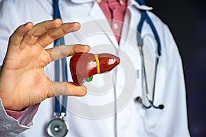 Medical professional, doctor, gastroenterologist or hepatologist holds anatomical model of human liver in his hand and directs by