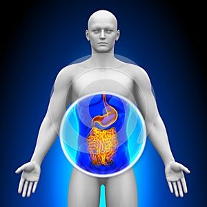 Medical X-Ray Scan - Guts