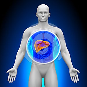 Medical X-Ray Scan - Liver