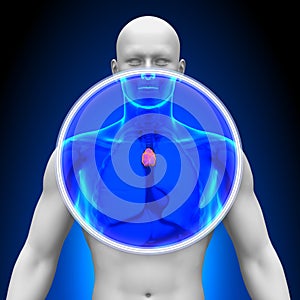 Medical X-Ray Scan - Thymus