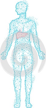 Medical research of human digestive system organ. Polygonal human body with highlighted liver