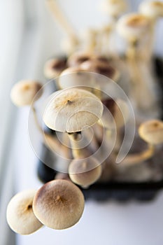 Medical research of psilocybin . Magic shroom. Fresh Psilocybin shroom.Fungi hallucinogen