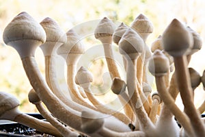 Medical research of psilocybin . Psilocybin cubensis mushroom. growing Albino A strain. Fresh Psilocybin shroom