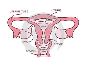 Medical scheme of a female reproductive system.