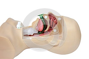 Medical simulation training Oropharyngeal Airway on a white back