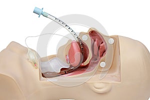 Medical simulation training of tracheal intubation. artificial v