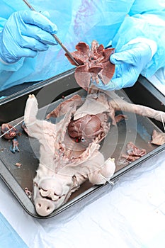 Medical student dissecting a preserved fetal pig in physiology class