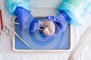 Medical student dissecting a sheep kidney