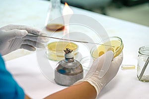 Medical technicians working on bacteria culture of pathogens in