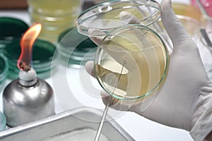 Medical technicians working on bacterial culture and drug resistance of pathogens in laboratory