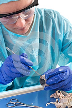 Medical technologist slicing a tissue sample photo