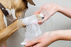 Medical treatment of pet concept: bandaging a dog`s paw.