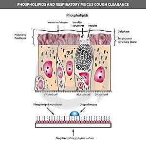 Medical vector illustration of phospholipids and respiratory mucus cough clearance