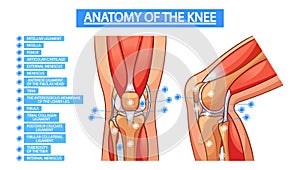 Medical Vector Infographics Depicting The Knee Joint Anatomy, Including Bones, Ligaments, And Tendons And Cartilage photo