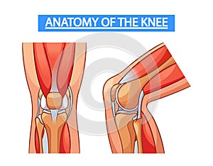 Medical Vector Infographics Detailing The Anatomy Of The Knee Joint, Showcasing Bones, Ligaments, Cartilage, And Muscles photo