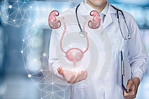 A medical worker shows the urinary system