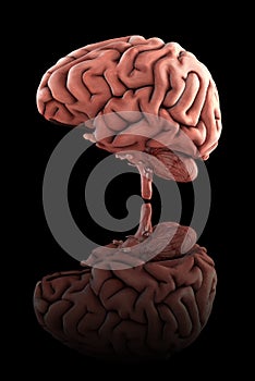 Medically accurate 3d render of the male human brain