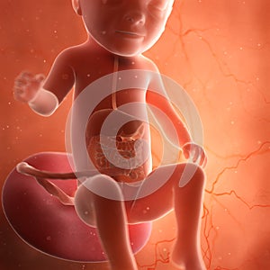 A fetus digestive system