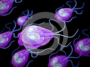 A giardia parasite