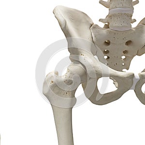 The hip joint
