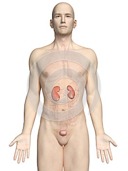 A maleÃÂ´s kidneys photo