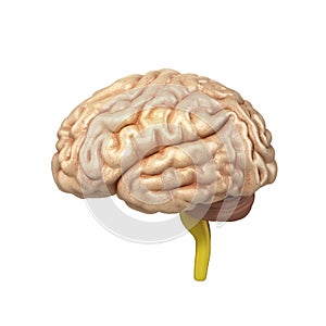 Medically accurate illustration of the brain 3d render