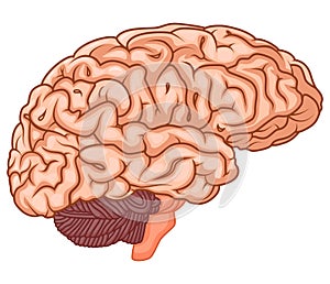 Medically accurate illustration of the brain