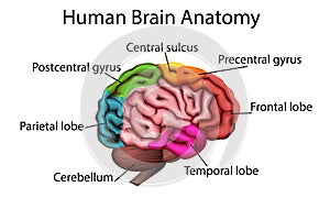 Medically accurate illustration of the brain, anatomical structure vector
