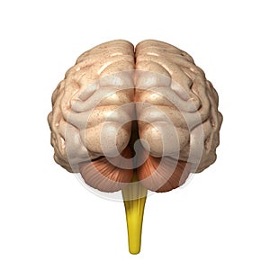 Medically accurate illustration of the brain 3d render