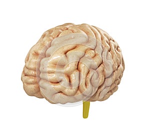 Medically accurate illustration of the brain 3d render