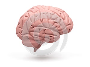 Medically accurate illustration of the brain