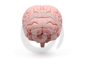 Medically accurate illustration of the brain