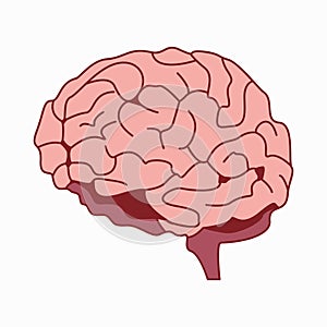 Medically accurate illustration of the brain design vector