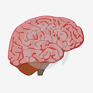 medically accurate illustration of the brain