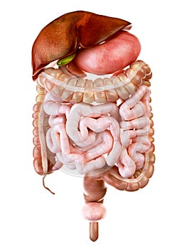 The human digestive system photo