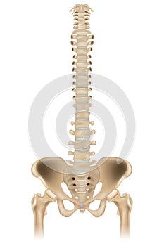 Medically accurate illustration of the skeletal system - the hip, pelvis and spine. Front view.