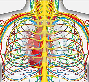 Medically accurate vector illustration of human back chest, includes nervous system, veins, arteries, heart, etc.