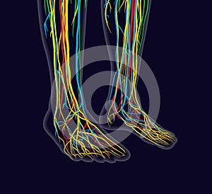 Medically accurate vector illustration of human feet, includes nervous system, veins, arteries, etc