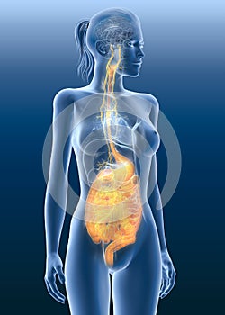 Vagus nerve with painful stomach and digestive system, 3D medically illustration photo